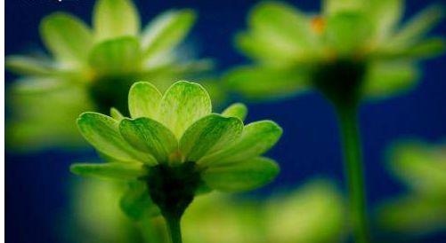 爱上属兔女让男人痴迷一辈子，属兔女人的气质魅力