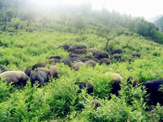 971年属猪人三大坎,71年属猪49岁有一灾2022"