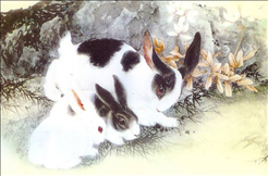 属兔的更大弱点,属兔男遇到喜欢的人