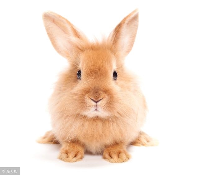 7年兔女2022年感情运势，87属兔女的正缘在哪年"