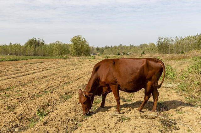 十二生肖排序年龄2022牛和狗，十二生肖桃花劫年龄