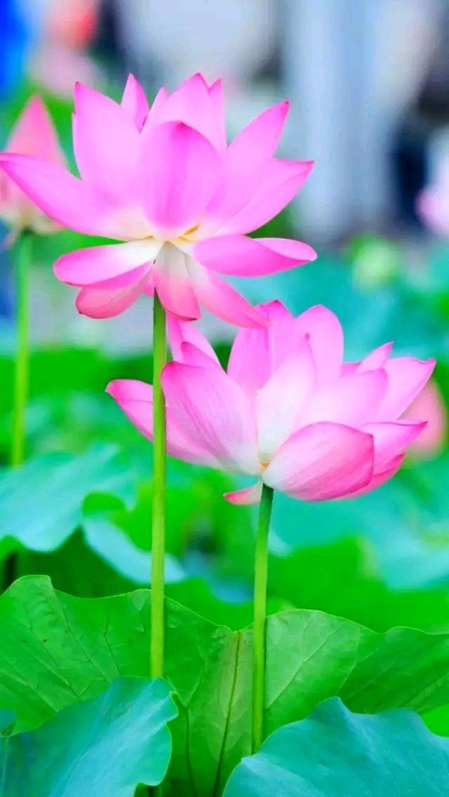 属兔女人床上爱你的表现，属兔的女人会主动吗