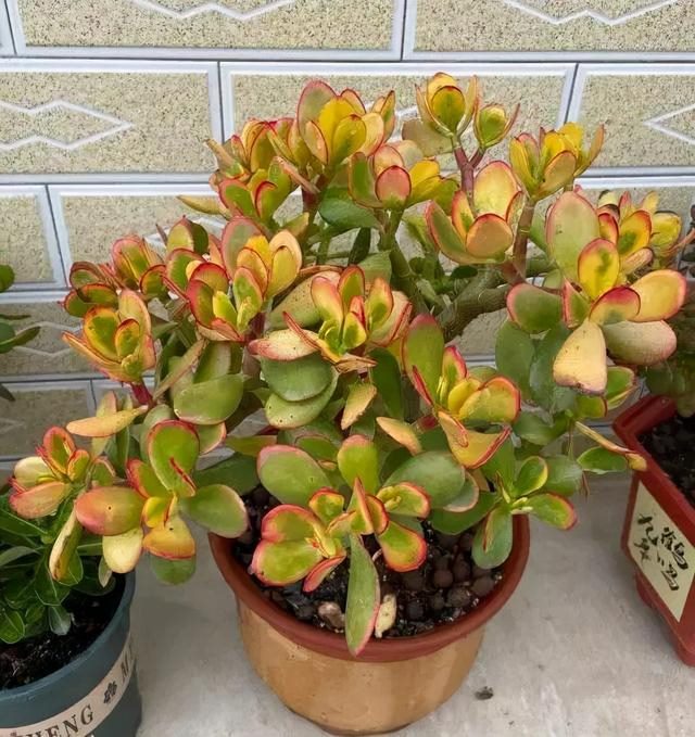 属兔的家里摆什么更好，属兔的人家里能摆金蟾吗