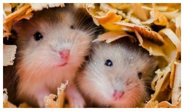 2年属鼠晚年怎么样，1972年属鼠几月出生好"