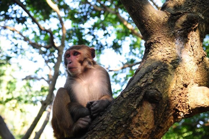 932年属猴今年多少岁,万年历查询一九六九年四月廿一日"