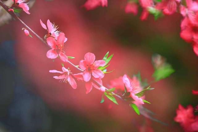 022年属兔的桃花运如何，男命63年属兔人2022