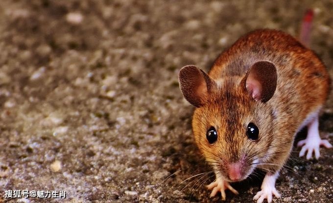 022年属鼠人运程,属鼠2022年运势及运程"