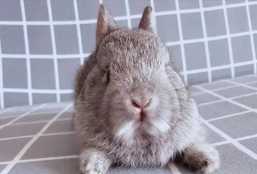 兔子一共有多少种品种，兔子一天喂几次