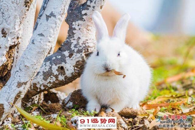 属兔的和属兔的在一起相配吗，属兔的和属兔的合财吗