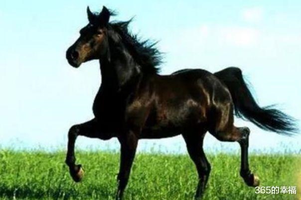 属马人不宜婚配生肖,新娘属马忌讳什么属相