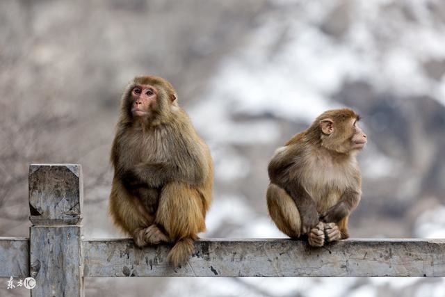 十一月属猴的财运，属猴21年11月份运势