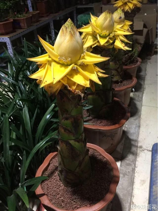 属兔的家里摆什么更好，属兔的人家里能摆金蟾吗