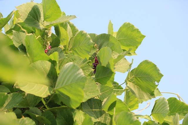 属兔人命里最苦的出生月份，属兔哪个月份出生更好