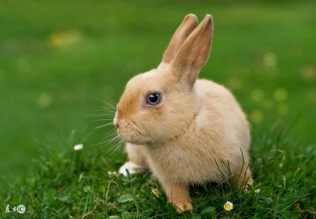 975属兔的贵人是谁,生肖兔最易发财的年龄"