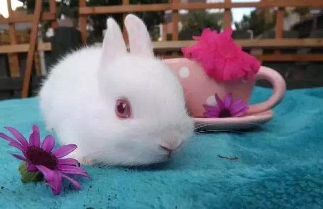 属兔的几月出生比较好，1975年属兔的终身寿命