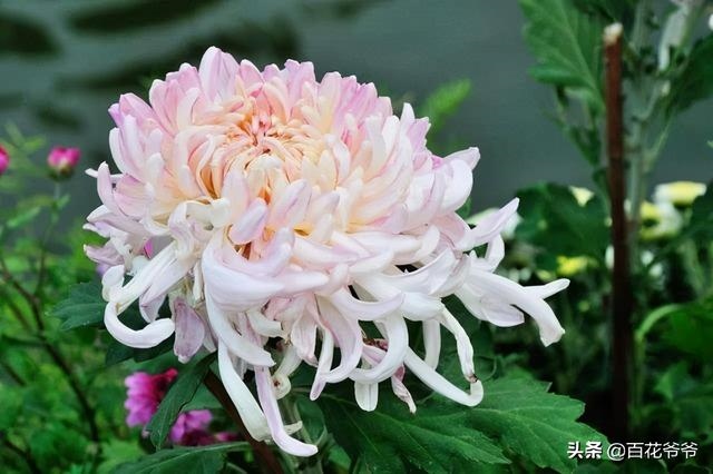 属兔的什么花招桃花，属兔人2022 桃花方位
