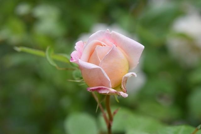 金牛座2022年运势如何，2022年运势更好的星座