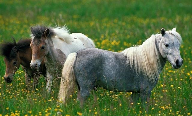 属兔和属马适合做夫妻吗，87年属兔34岁有一劫2022