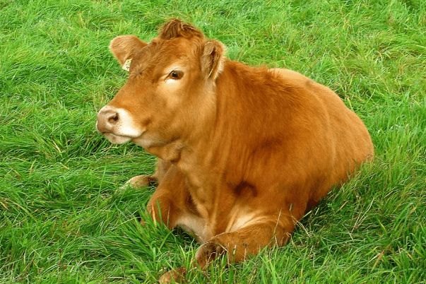 属兔女和属牛男一生，87年属兔女和97年属牛男