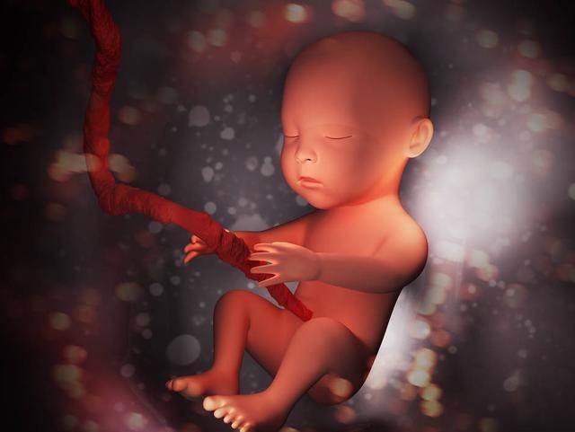 羊是从哪生出来的，羊的品种识别实训报告单