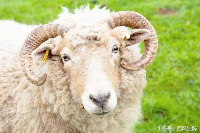 1年属羊命苦，1991年属羊每月运程"