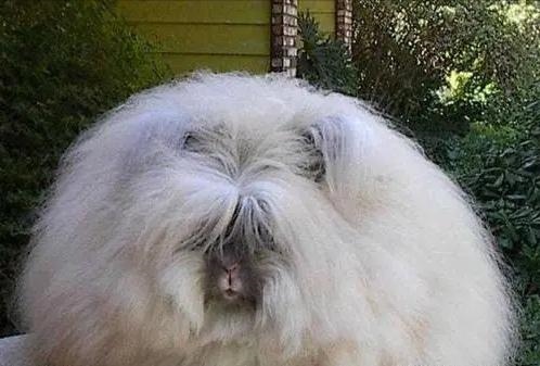 兔子一共有多少种品种，兔子一天喂几次