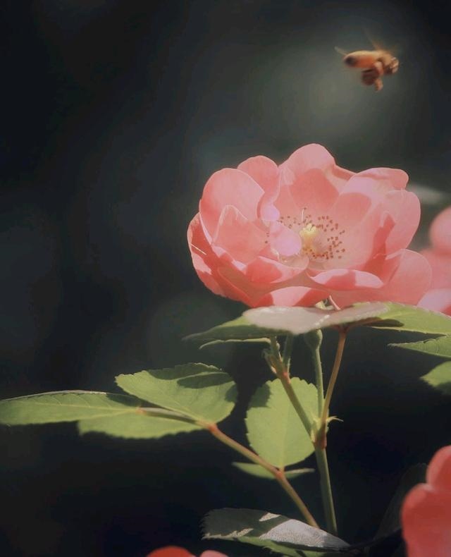 如何抓住属兔男人的心，属兔男喜欢听情话吗