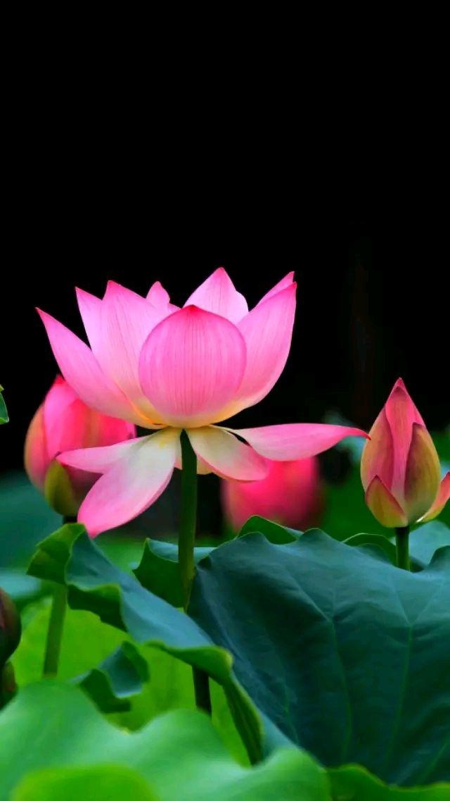 属兔女人床上爱你的表现，属兔的女人会主动吗