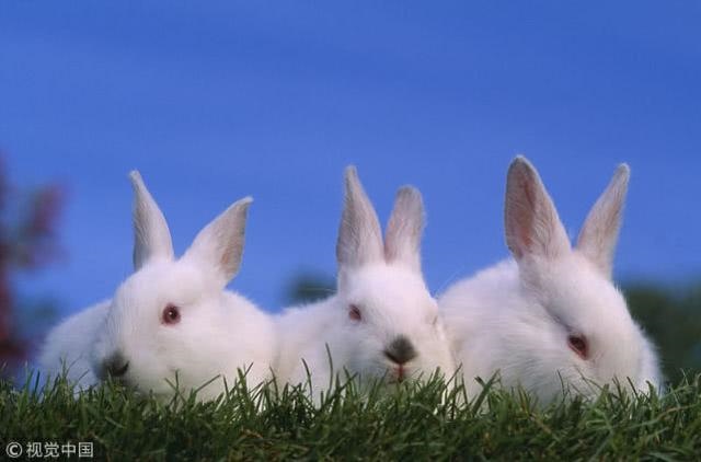 属兔的人带什么最合适，1987年属兔佩戴什么更好