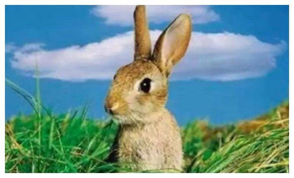 7年属兔更佳结婚年龄，生肖猪2022