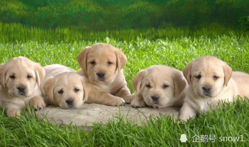 今年属狗的运势怎么样，生肖狗今年的财运