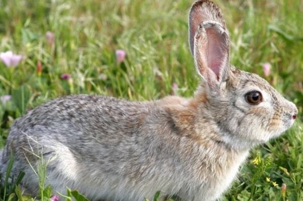 属兔的找什么对象更好，1999年男兔婚配上等婚