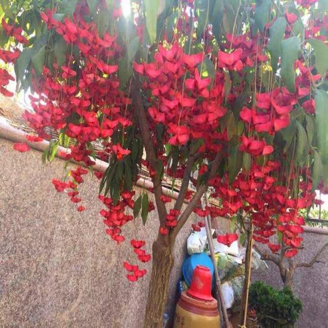 属兔的家里摆什么更好，属兔的人家里能摆金蟾吗