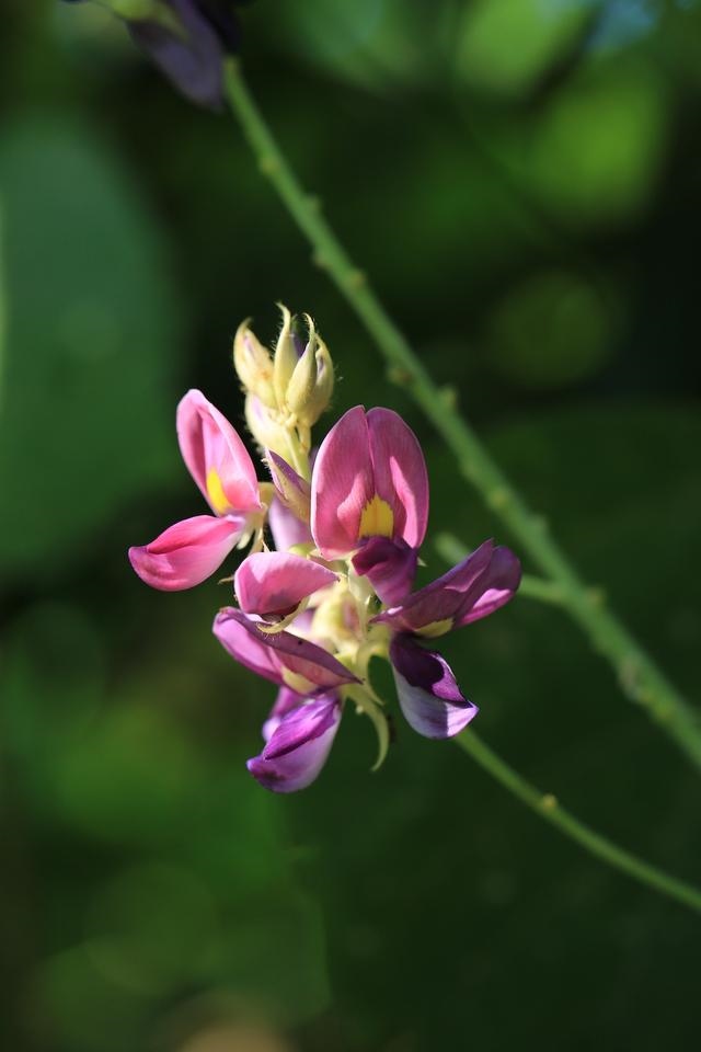 属兔人命里最苦的出生月份，属兔哪个月份出生更好