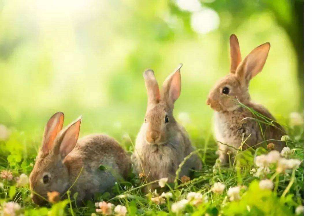 3年属兔的婚姻和爱情,1963年属兔女一生婚姻"