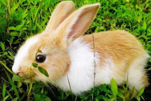 7属兔人有劫难的年龄段，87属兔劫难2022"