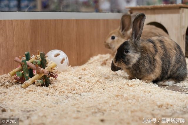 7年属兔有一劫，1987年属兔命中三劫"