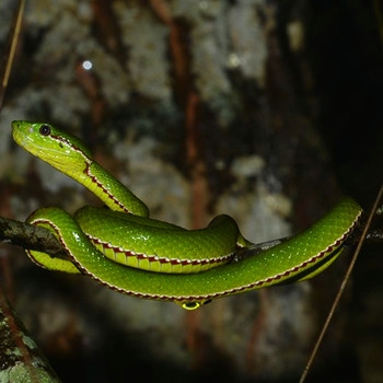 022属蛇下半年运势,属蛇2022