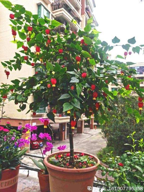 属兔的家里摆什么更好，属兔的人家里能摆金蟾吗