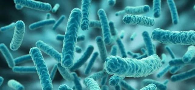 979年属羊最终寿命，1979女年属羊的命苦"