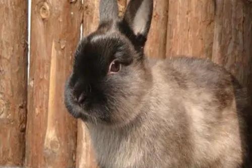 兔子一共有多少种品种，兔子一天喂几次