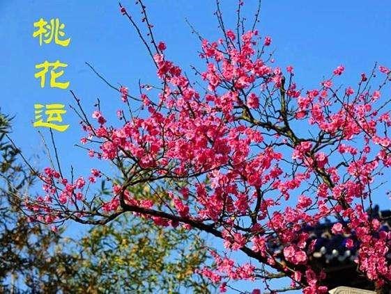 生辰八字桃花查询，生辰八字算命几朵桃花