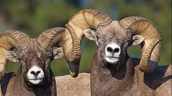 9年属羊何时时发财,属羊40岁后有十年大运"