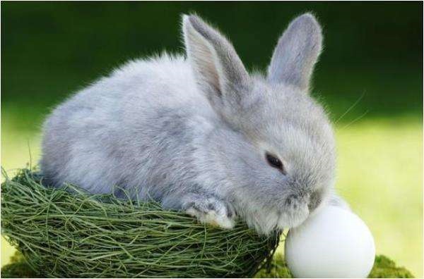 5年属兔更佳配偶属相，1975年属兔女2022