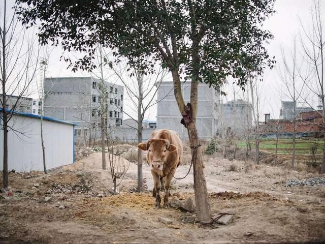 属牛的多大年龄截止19年，属兔的今年多大