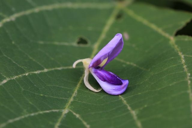 属兔人命里最苦的出生月份，属兔哪个月份出生更好