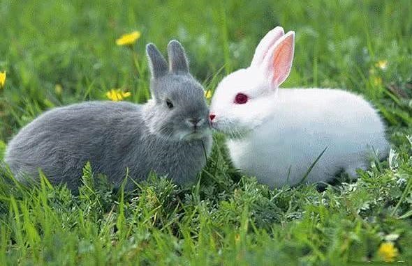 7年属兔今年多少岁,87年属兔的婚姻与命运"