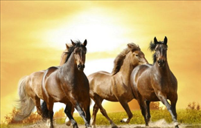 属马今年的运势怎么样,2022年属马人的全年运势男性