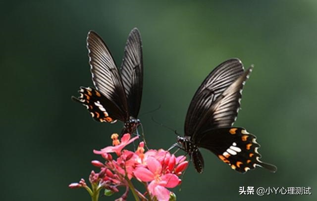 测试多少岁遇到正缘，塔罗测正缘和我差几岁