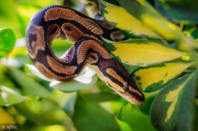 属马哪日出生是上等之命，属马什么时辰出生富贵